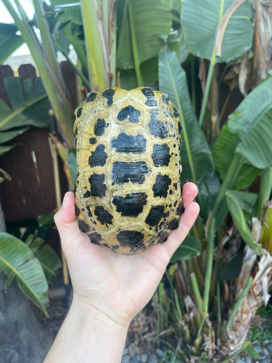 Forstens Tortoise shell 6-8inch Shell