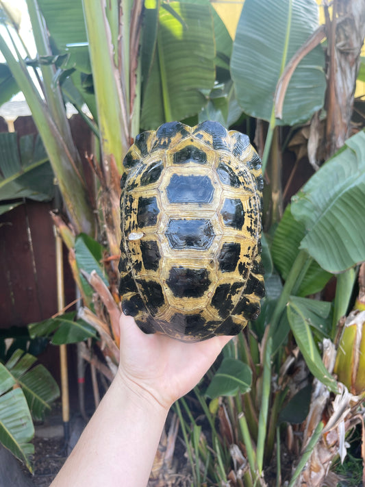 Forstens Tortoise shell 8-12inch Shell