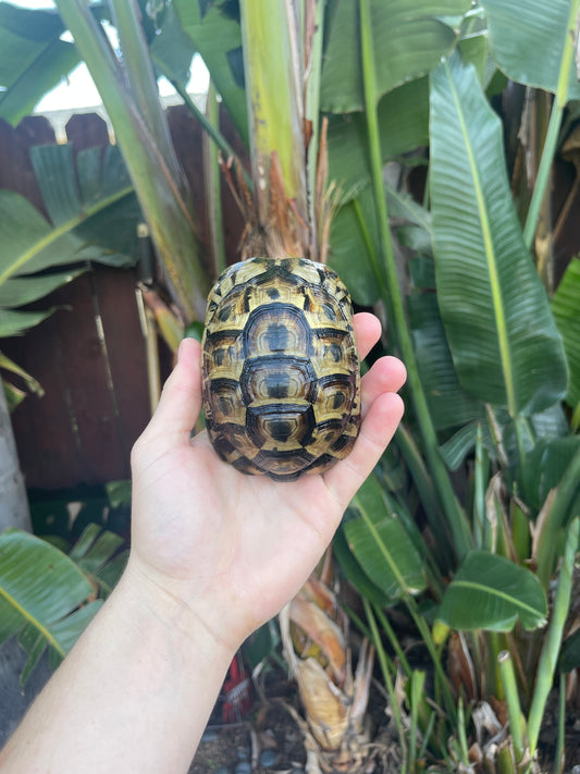 Ibera Greek Tortoise Shell 4-5inch shell